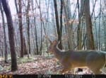 Trail Camera[MP:00]