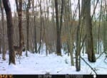 Trail Camera[MP:03]