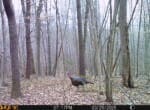 Trail Camera[MP:07]