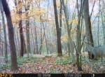 Trail Camera[MP:01]