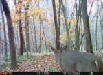 Trail Camera[MP:01]