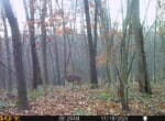 Trail Camera[MP:05]