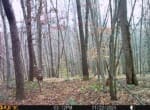 Trail Camera[MP:06]