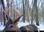 Trail Camera[MP:04]