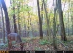 Trail Camera[MP:07]