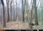 Trail Camera[MP:04]