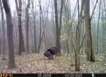 Trail Camera[MP:06]