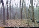 Trail Camera[MP:07]