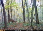 Trail Camera[MP:00]